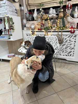 Buddy braucht ein liebevolles Zuhause Bild 5