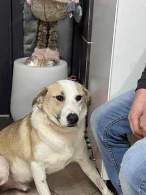 Buddy braucht ein liebevolles Zuhause Bild 3