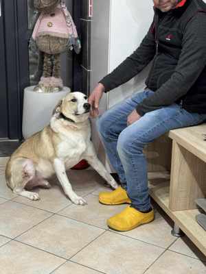 Buddy braucht ein liebevolles Zuhause Bild 8