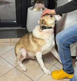 Buddy braucht ein liebevolles Zuhause Bild 6