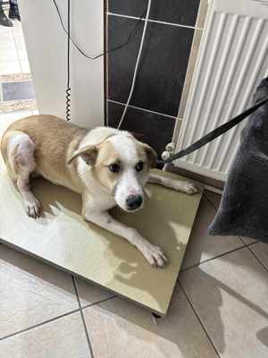 Buddy braucht ein liebevolles Zuhause Bild 4