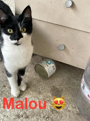 Malou sucht tolles Zuhause mit Freigang