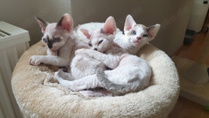 süße Devon Rex Kitten vom Züchter 