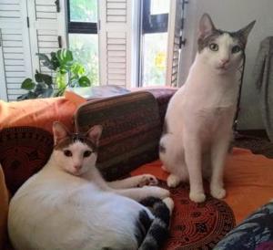 Caspar und Milo  Virneburg (ALO) Bild 2