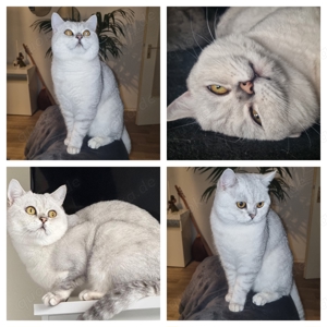 Deckkater BKH  Blutgruppe B 