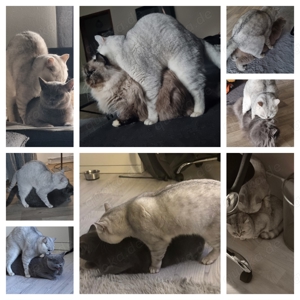 Deckkater BKH  Blutgruppe B  Bild 2