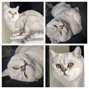 Deckkater BKH  Blutgruppe B  Bild 3