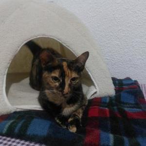 Anhängliche Felina (ALO)