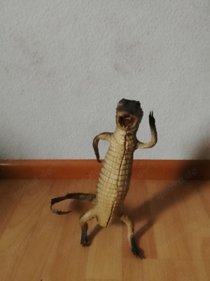 krokodil tierpräparat