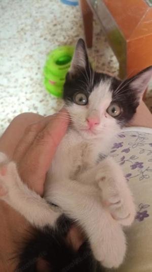 Liebevoller Bubby (ALO) Bild 2