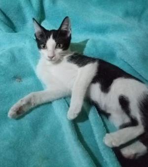 Liebevoller Bubby (ALO) Bild 3