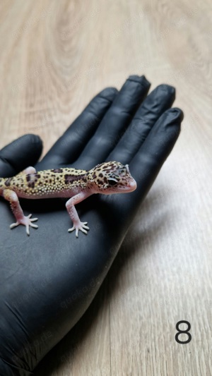 Leopardgeckos verschiedene Mophen aus 2024