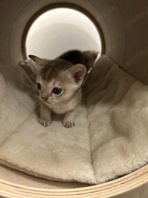Reinrassige Singapura Kitten
