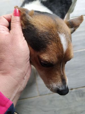 Jack Russel Rüde 8J 8kg 25cm sozialisiert blind superlieb  Ausreise nach Adoption BUNDESWEIT