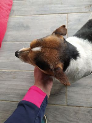 Jack Russel Rüde 8J 8kg 25cm sozialisiert blind superlieb  Ausreise nach Adoption BUNDESWEIT Bild 16