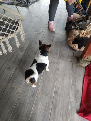 Jack Russel Rüde 8J 8kg 25cm sozialisiert blind superlieb  Ausreise nach Adoption BUNDESWEIT Bild 4