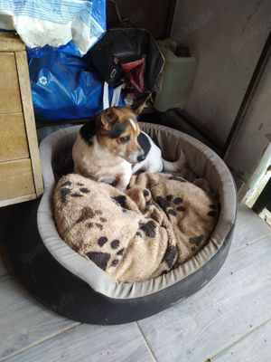 Jack Russel Rüde 8J 8kg 25cm sozialisiert blind superlieb  Ausreise nach Adoption BUNDESWEIT Bild 6