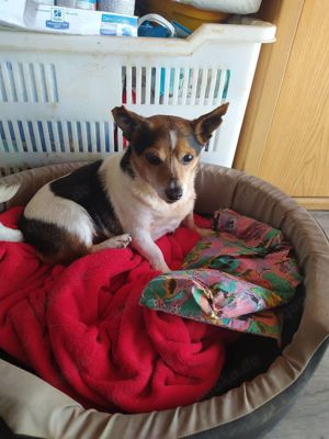 Jack Russel Rüde 8J 8kg 25cm sozialisiert blind superlieb  Ausreise nach Adoption BUNDESWEIT Bild 11