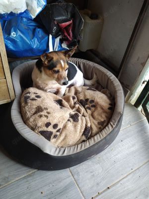 Jack Russel Rüde 8J 8kg 25cm sozialisiert blind superlieb  Ausreise nach Adoption BUNDESWEIT Bild 8