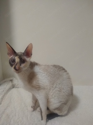 Cornish Rex Mädchen mit Stammbaum 