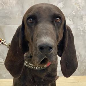  Lasko, geb. ca. 12 2022, lebt in GRIECHENLAND, auf einer privaten Pflegestelle