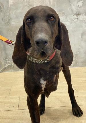 Lasko, geb. ca. 12 2022, lebt in GRIECHENLAND, auf einer privaten Pflegestelle  Bild 2