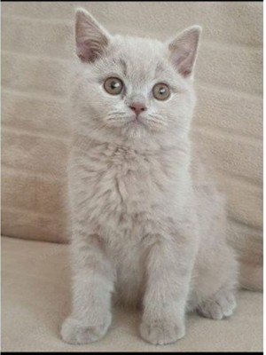 BKH britisch kurzhaar kitten 