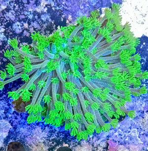 Meerwasser Alveopora Koralle