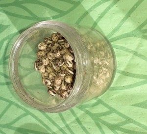 Eier von Australischer Gespensterschrecke