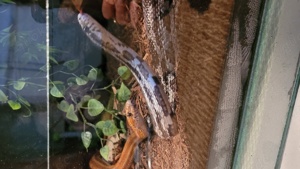 2 adulte Kornnattern zu verkaufen - Terrarium Inklusive