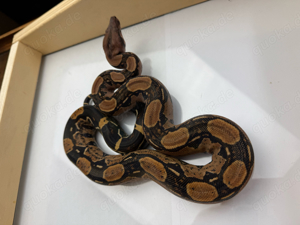 Boa . c. i Blood DH Leopard   Albino Kahl