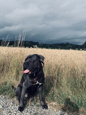 Reinrassiger Cane Corso sucht eine Freundin. Hundepaarung gesucht.