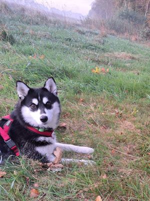 Husky Dame sucht 