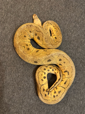 1.0 Killerclown pos. het Piebald proven Breeder (Python Regius Königspython) Bild 2