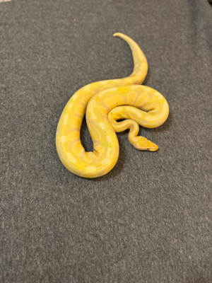 1.0 Lavenderalbino 66% double het. Piebald Clown 2020 Bild 3