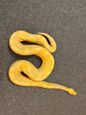 1.0 Lavenderalbino 66% double het. Piebald Clown 2020 Bild 2
