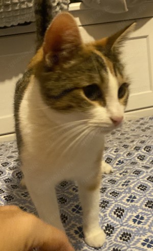 Massa und Asis   Das süße Katzenpärchen sucht ein Zuhause! Bild 5