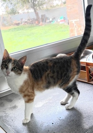 Massa und Asis   Das süße Katzenpärchen sucht ein Zuhause! Bild 3