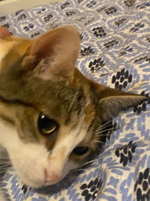 Massa und Asis   Das süße Katzenpärchen sucht ein Zuhause! Bild 4
