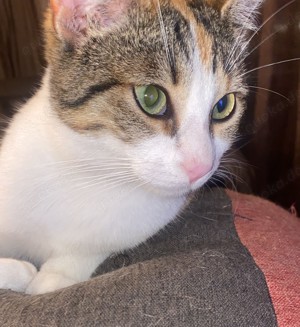 Massa und Asis   Das süße Katzenpärchen sucht ein Zuhause!