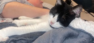 Massa und Asis   Das süße Katzenpärchen sucht ein Zuhause! Bild 2