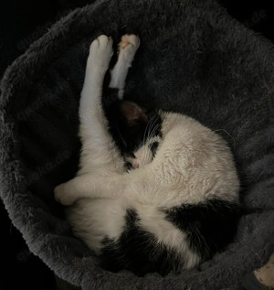 Massa und Asis   Das süße Katzenpärchen sucht ein Zuhause! Bild 6