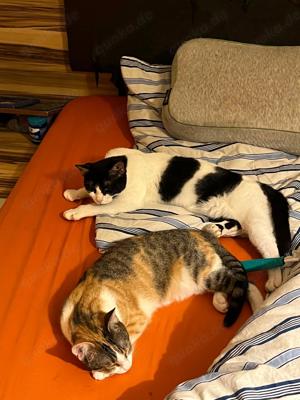 Massa und Asis   Das süße Katzenpärchen sucht ein Zuhause! Bild 7