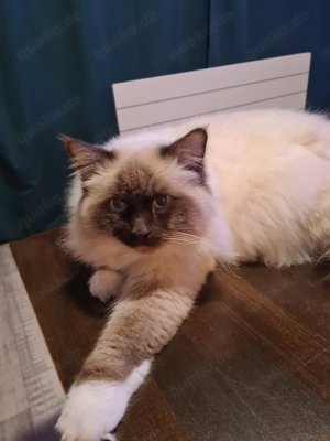 Reinrassiger Heilige Birma Deckkater in choco Point