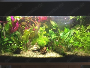 Aquarium 80cm mit viel Zubehör, inkl. Unterschrank Bild 2