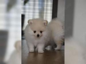 Reinrassiger Pomeranian Zwergspitz mit Ahnentafel  