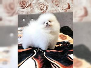 Reinrassiger Pomeranian Zwergspitz mit Ahnentafel  