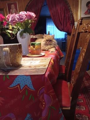 Perserbaby-Prinzessin Amidala sucht Traumschloss  Bild 3