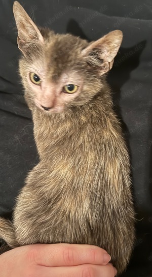 Lykoi, Werwolfskatze , seriöse WCF Zucht mit Stammbaum 