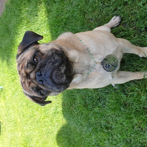 Mops ( Deckrüde)Kein Verkauf Bild 3